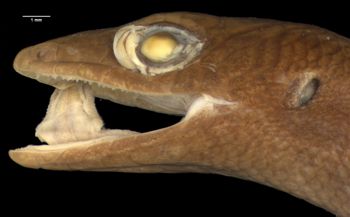Media type: image;   Herpetology R-6463 Aspect: head lateral